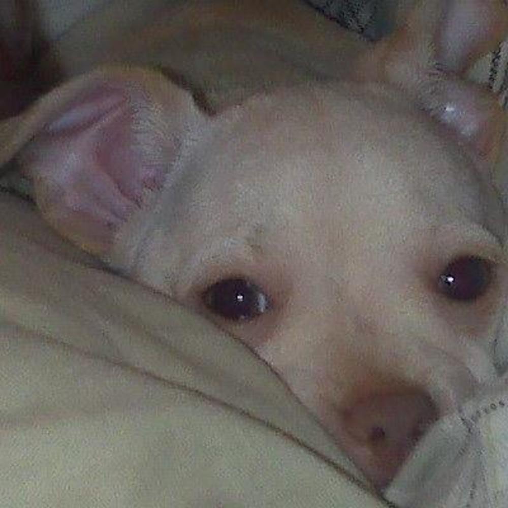 Meet your Posher, Jr